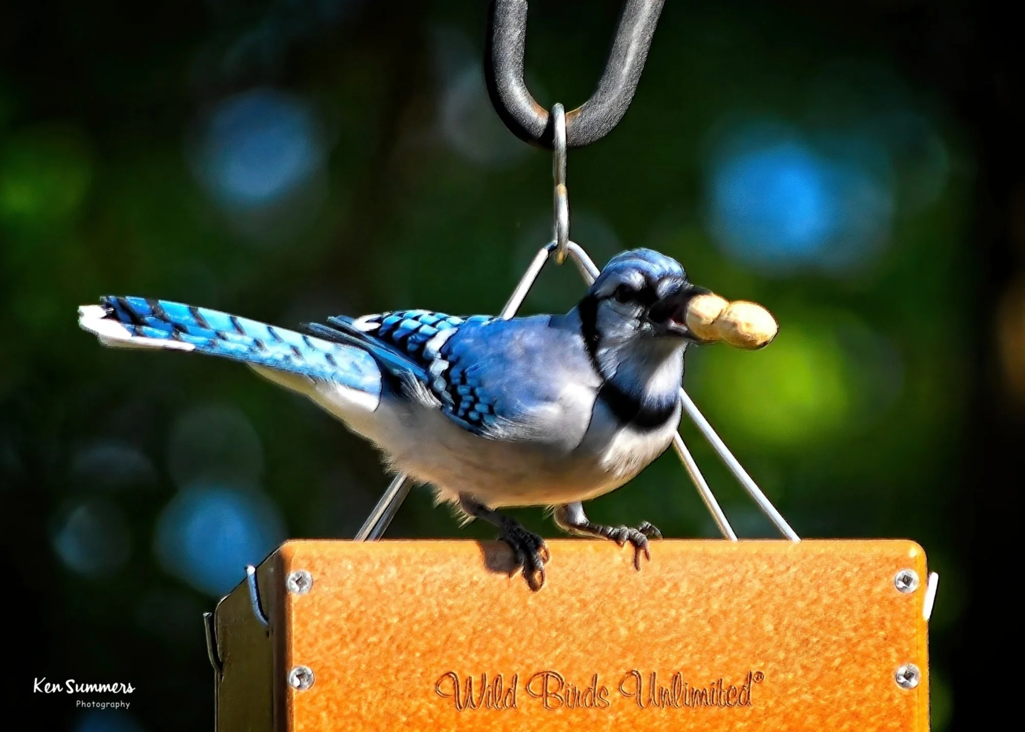 Peanut Eater at Wild Bird Feeder  203 2023   -Resize.jpg