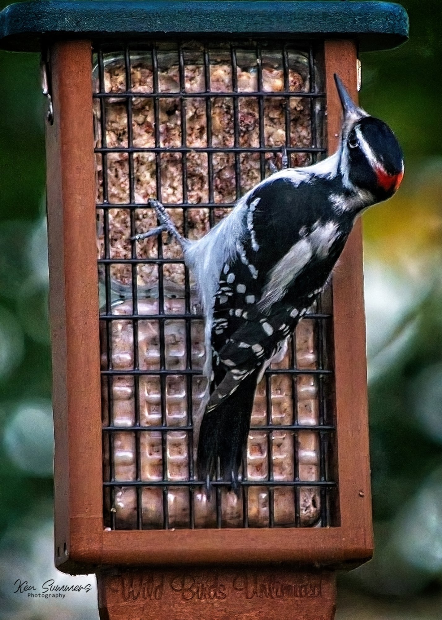 Hairy Woodpecker   204 2023   -Resize.jpg