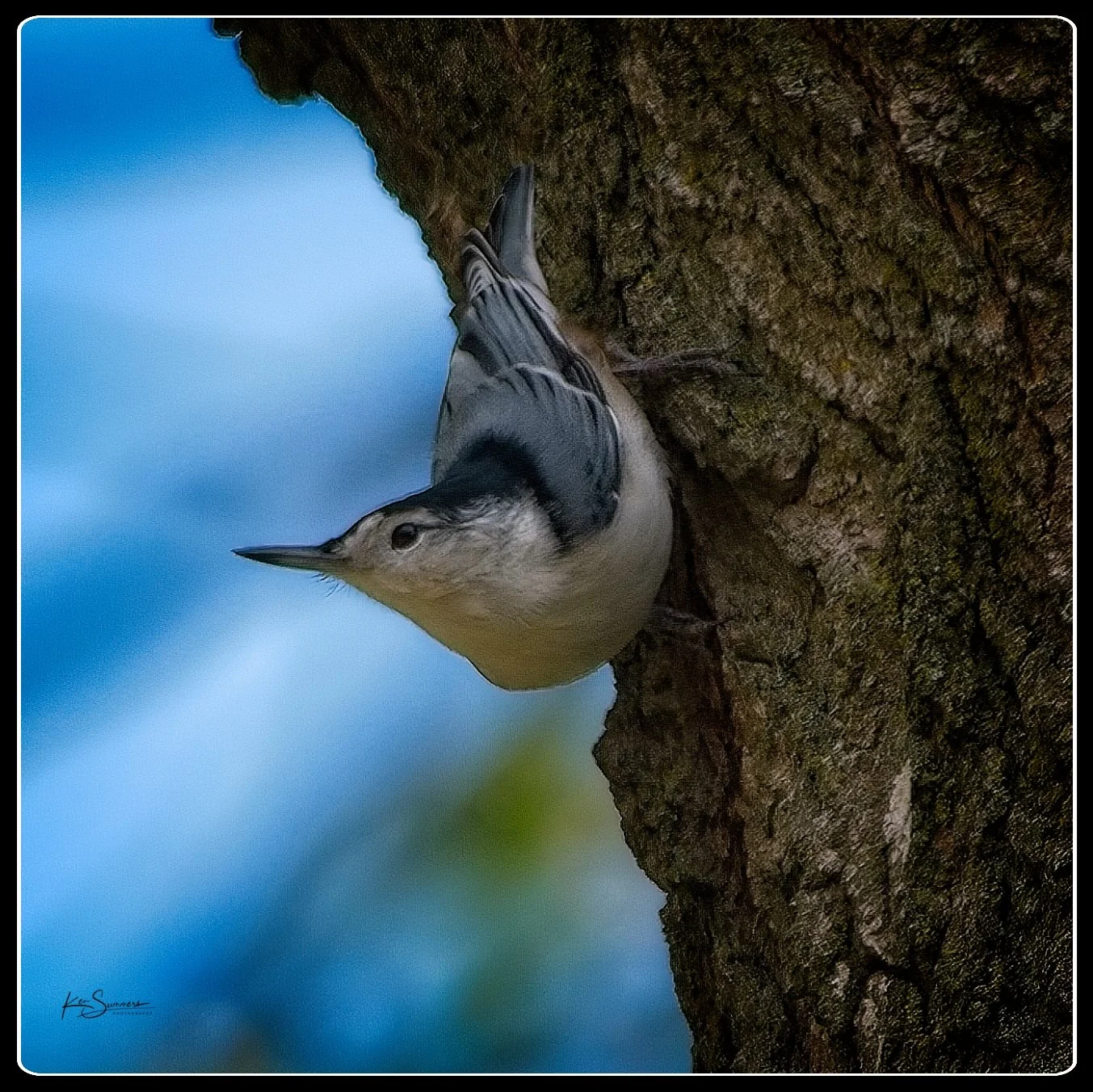 Nuthatch 005 2023   .jpg