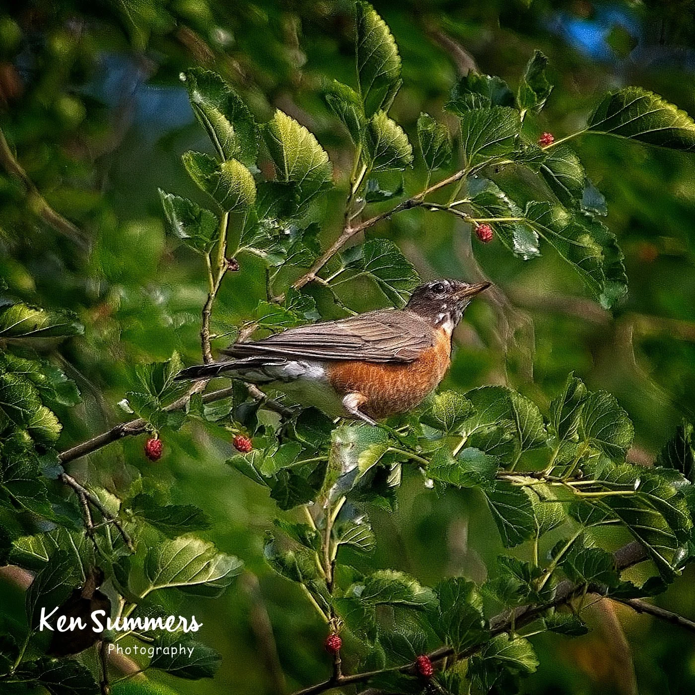 Yard and Patio 300mm shots    006.jpg