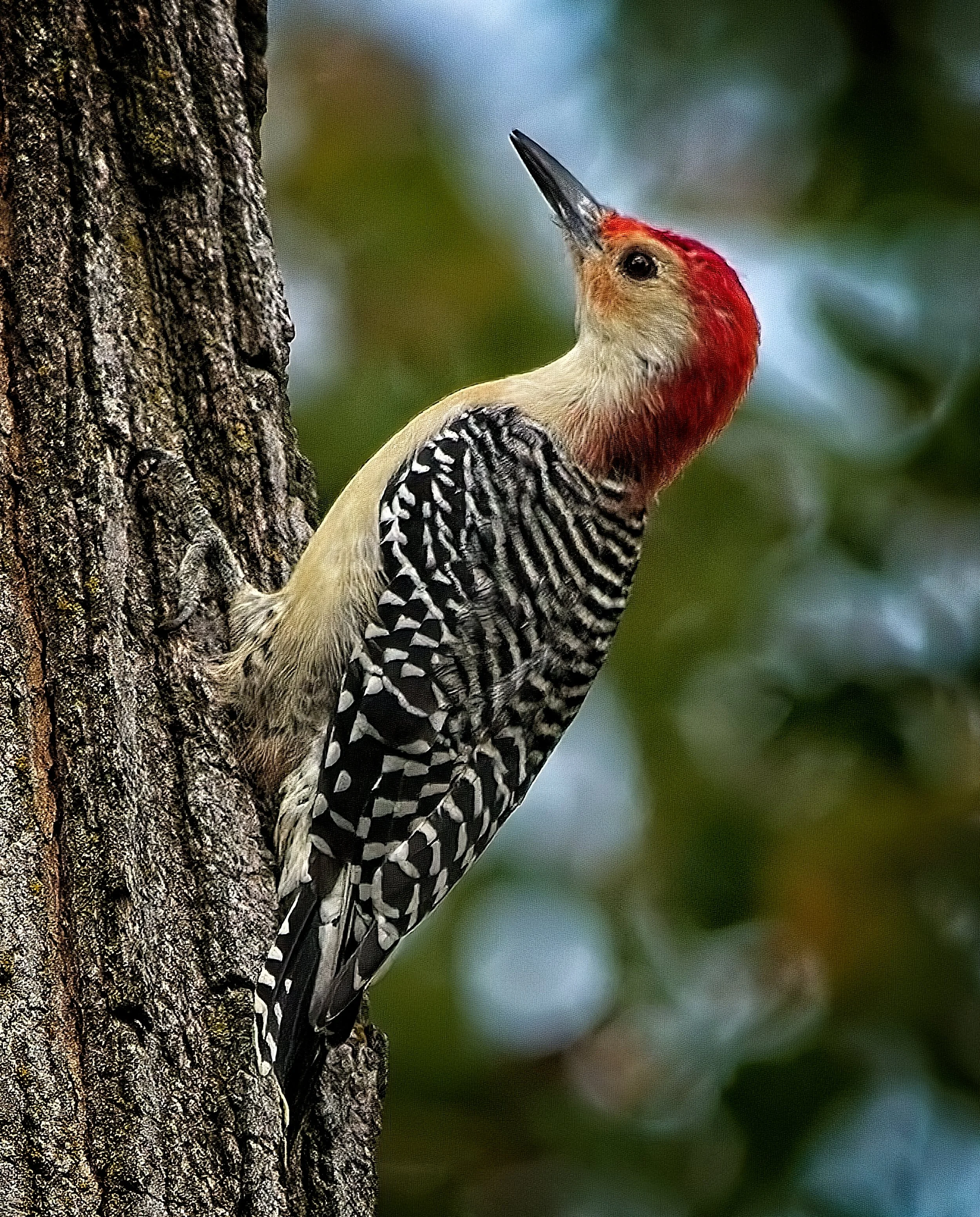 Red Bellied WP DSC_1155-Resize.jpg