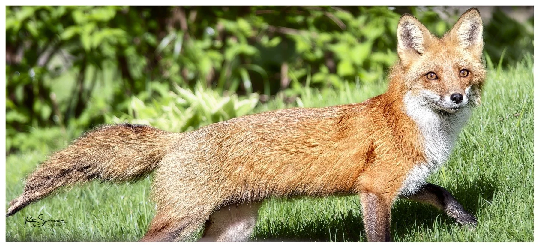 Red Fox  Hunting 100 .jpg