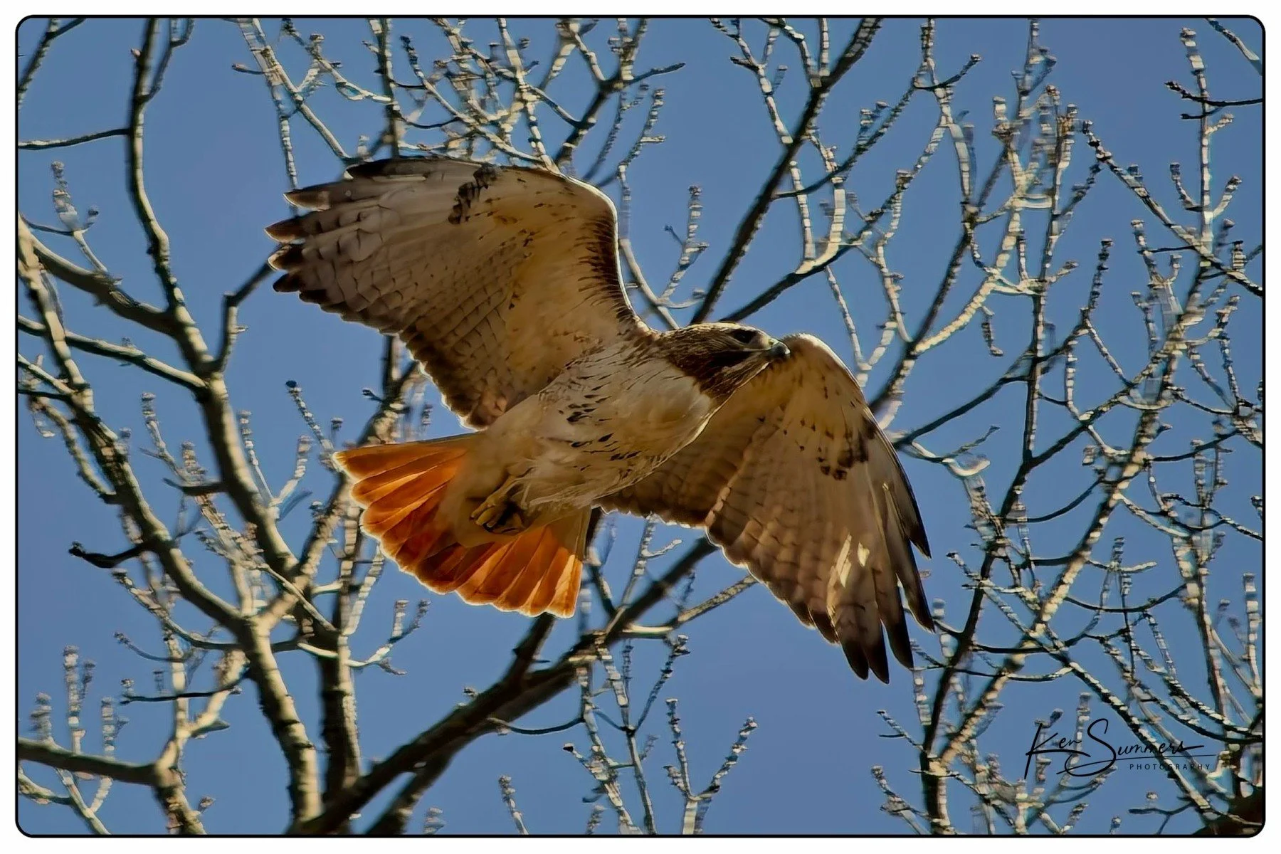 Red Tail Hawk     513 .jpg