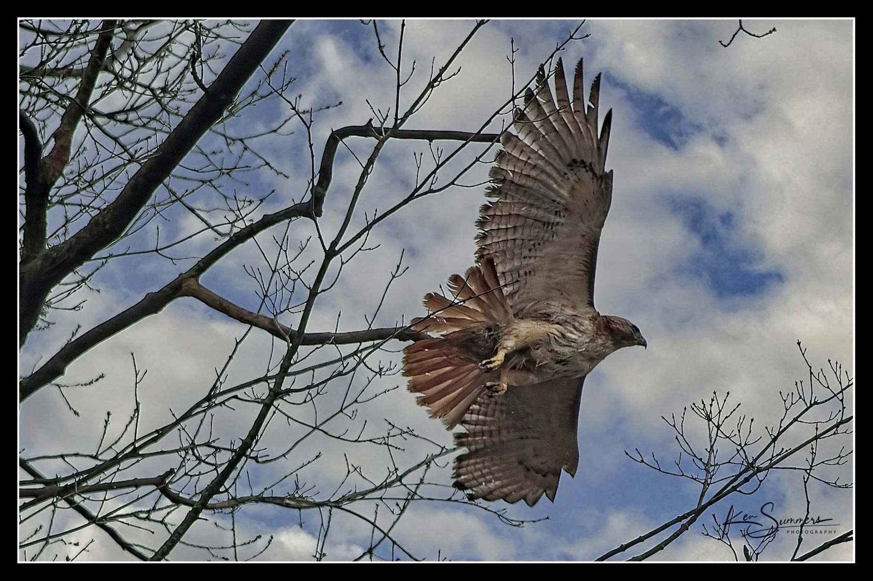 Red Tail Hawk    002 .jpg