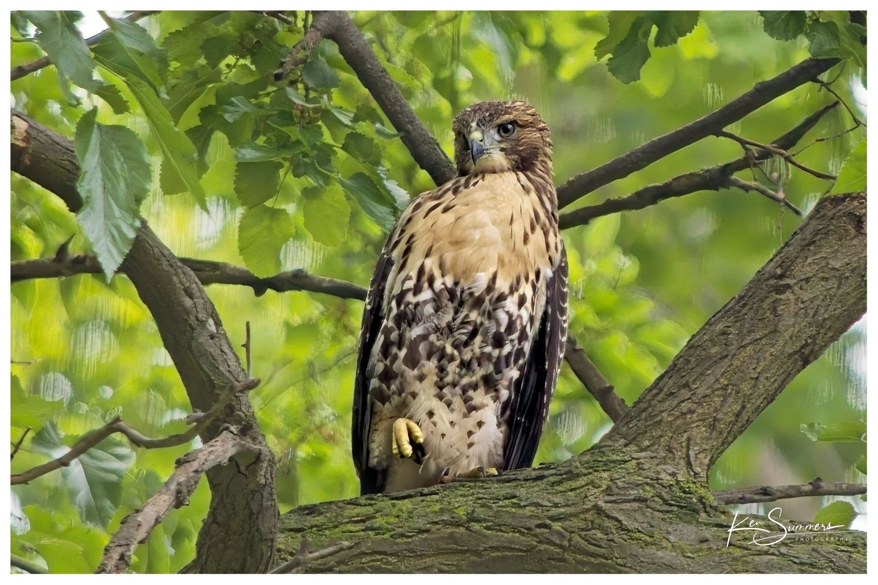 Red Tailed Hawk Juvenile 4.jpg