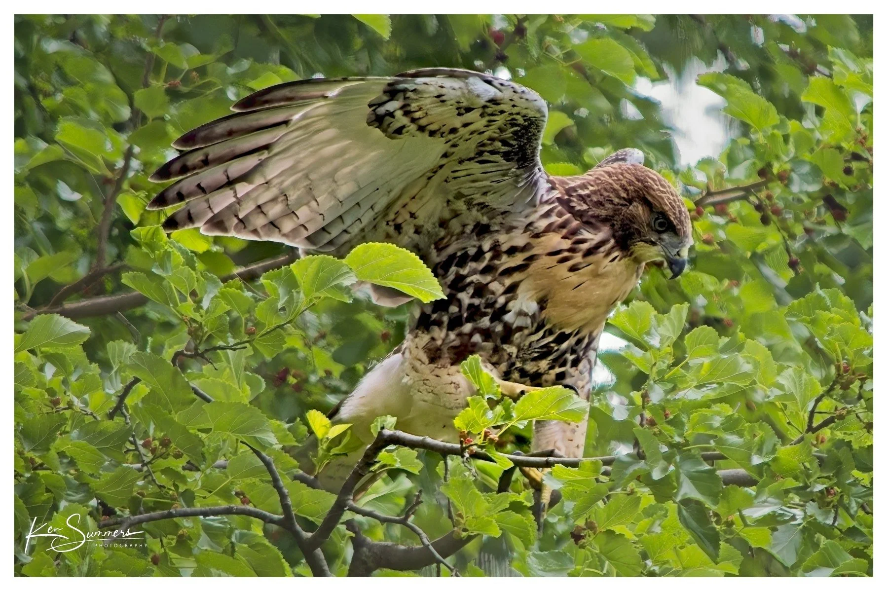 Red Tailed Hawk Juvenile 7.jpg