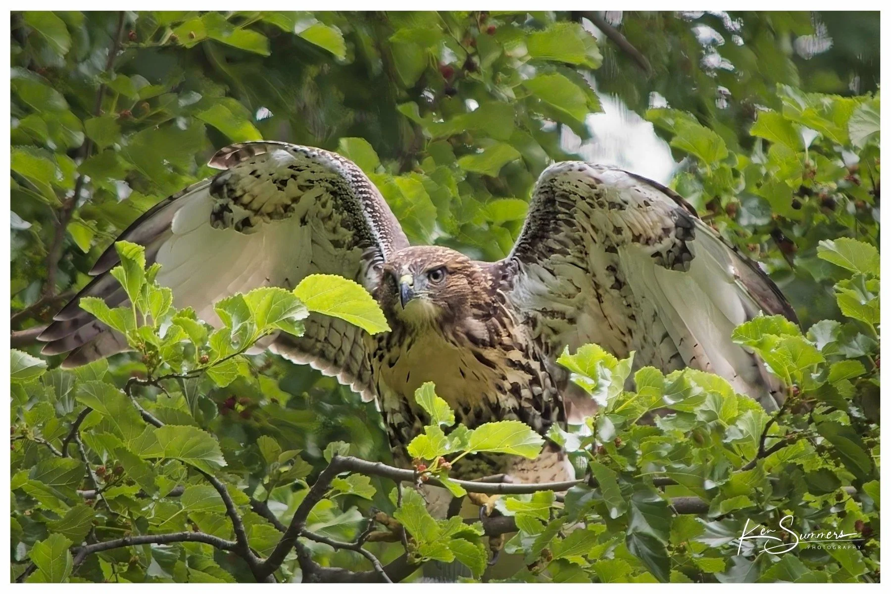 Red Tailed Hawk Juvenile 1.jpg