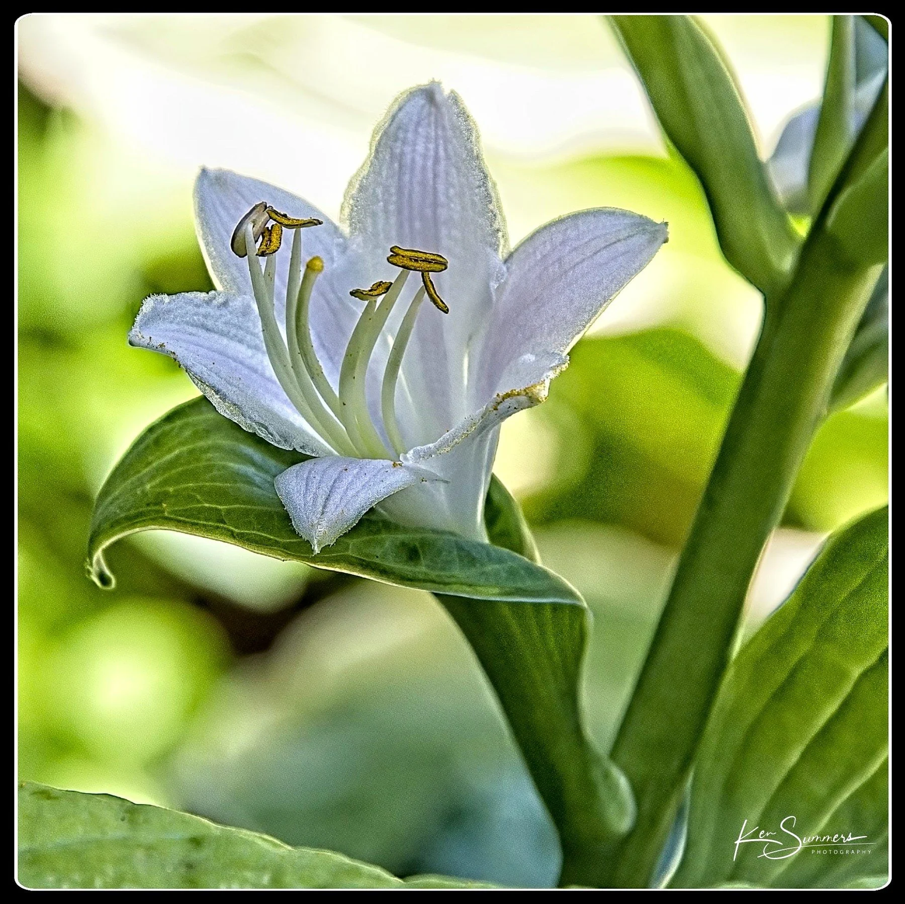 Hosta Buds    2.jpg