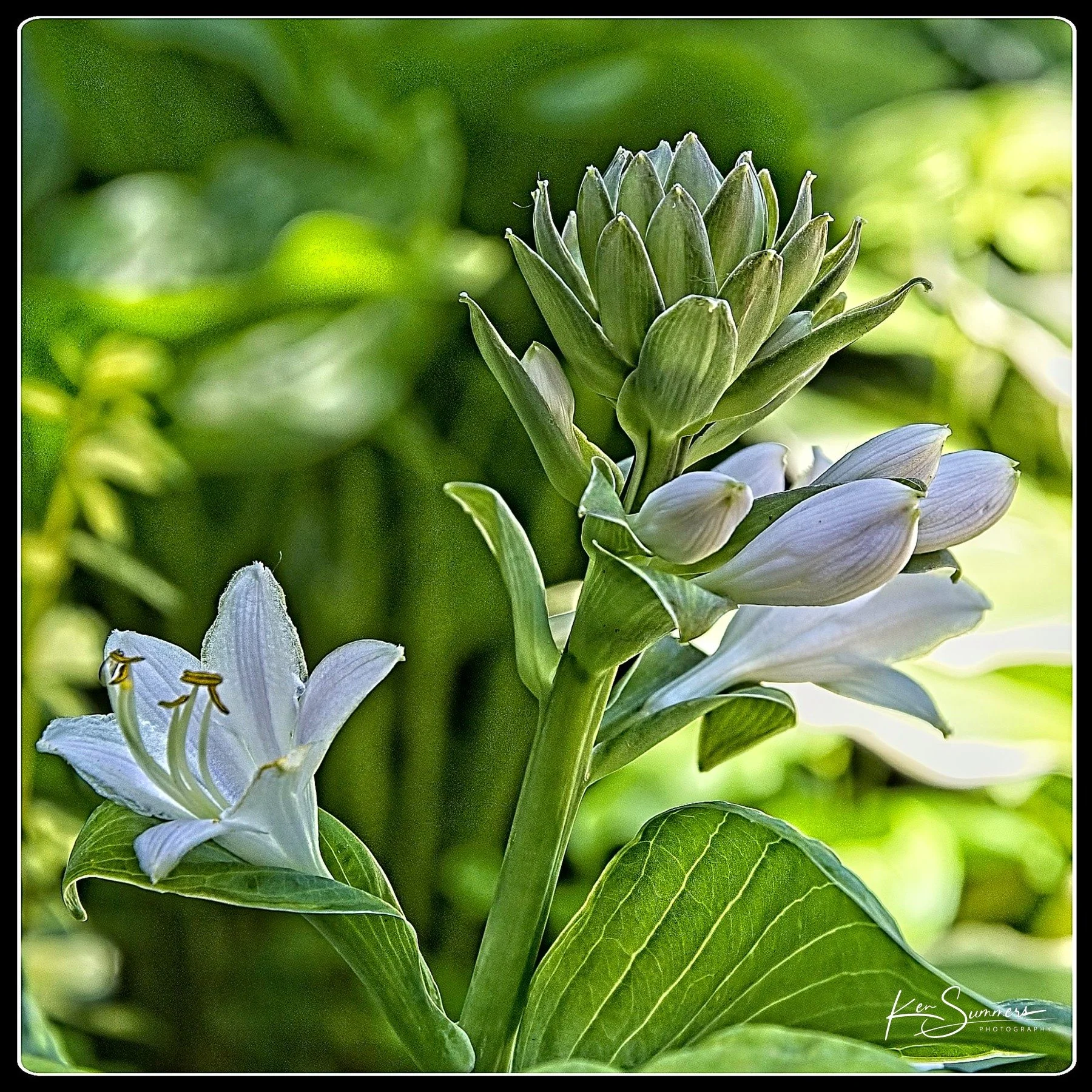Hosta Buds    1.jpg
