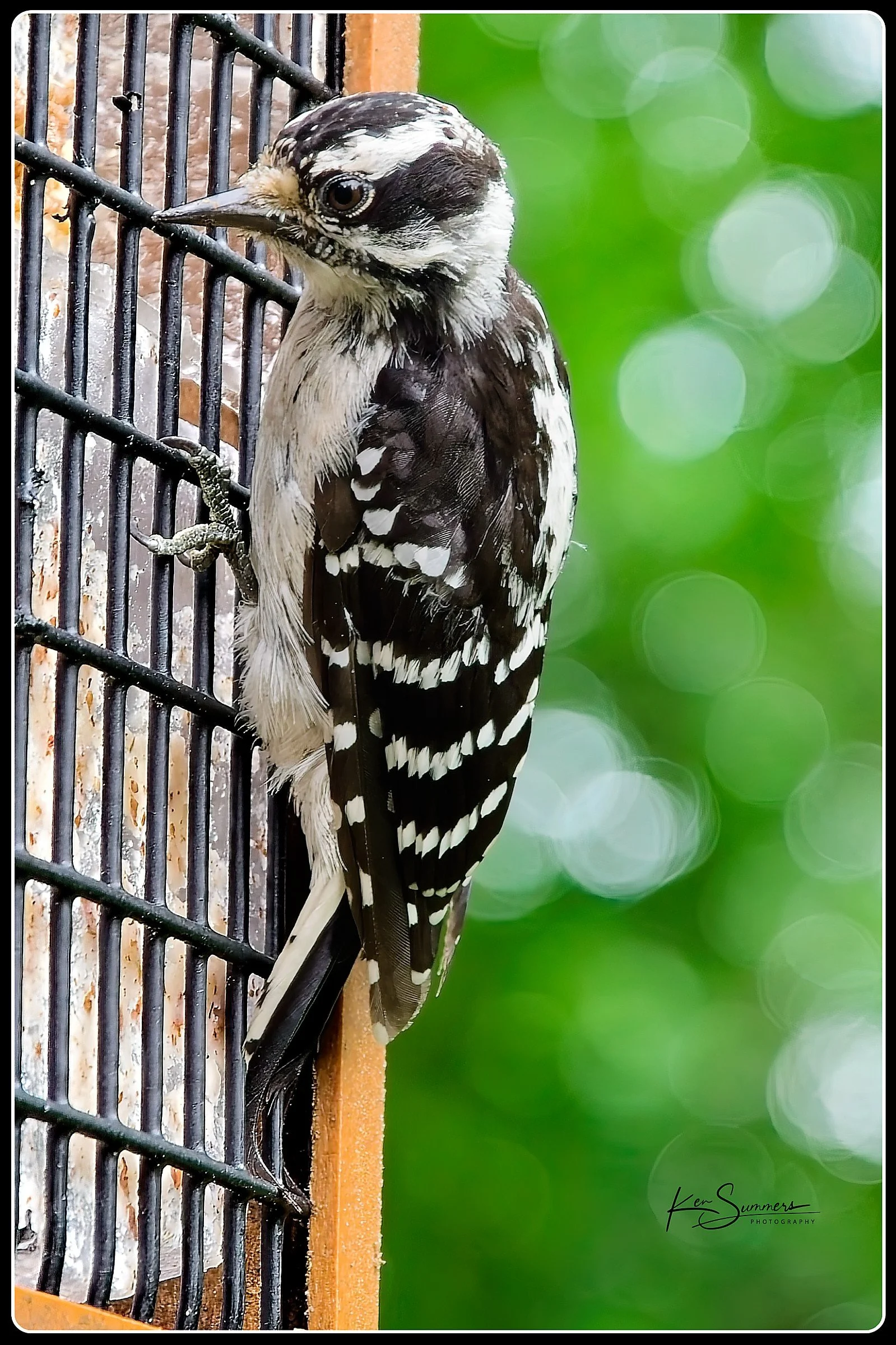 Downy Woodpecker  0304 Aug, 2024.jpg