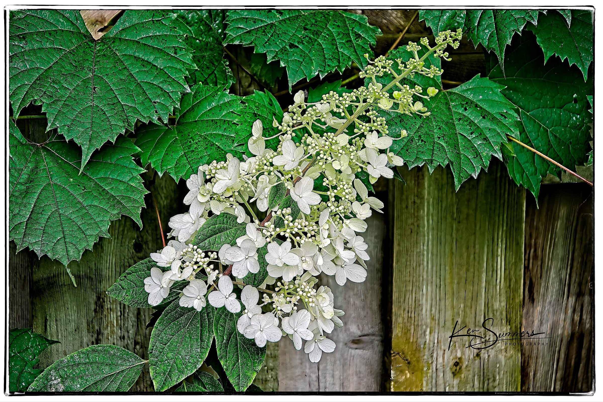 Pinky Winkey 0204 Aug, 2024.jpg