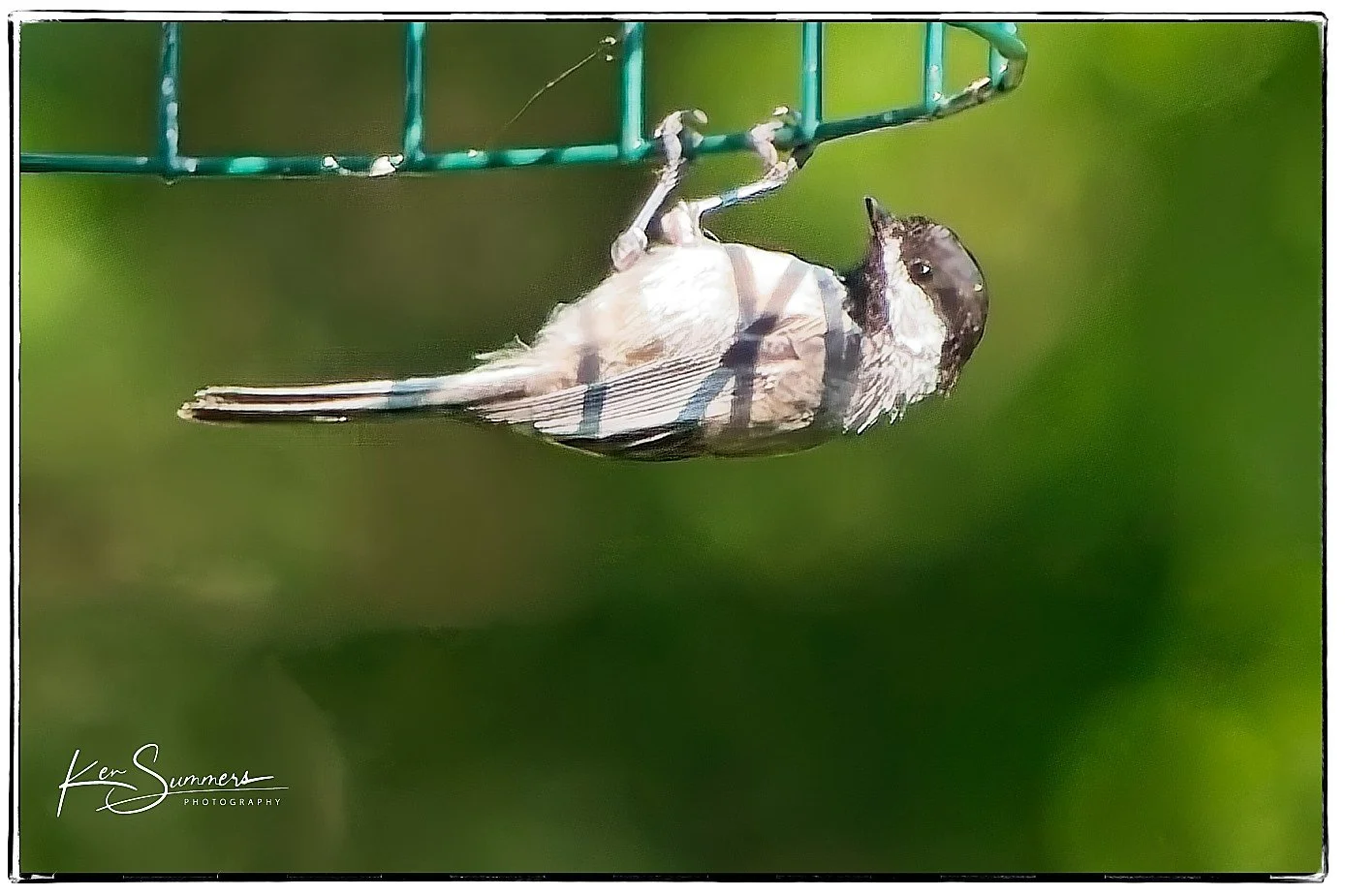 Feeder Life July 31st 0931 Jul, 2024.jpg