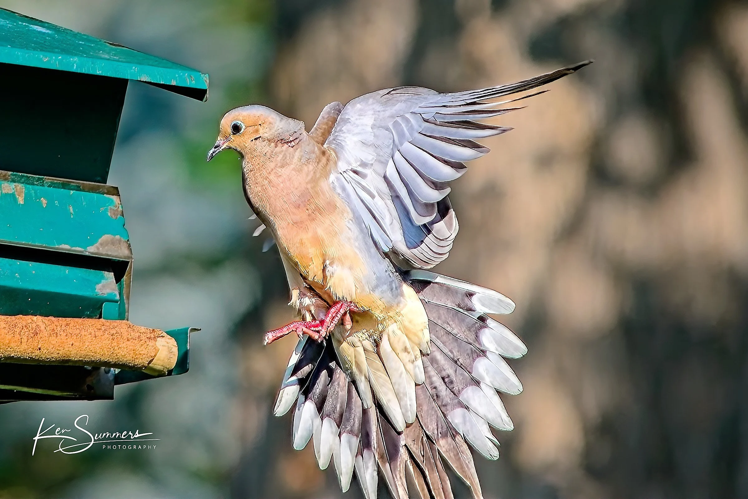 Feeder Life July 31st 0131 Jul, 2024.jpg