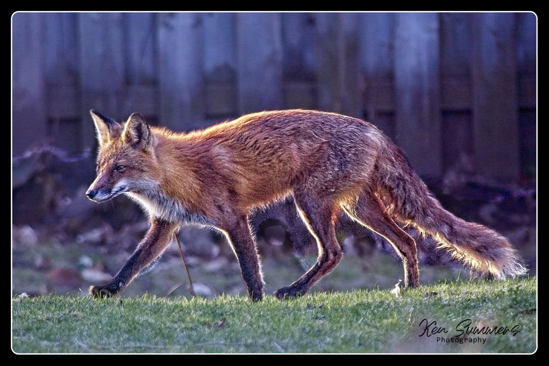 Red Fox with filters  001 .jpg