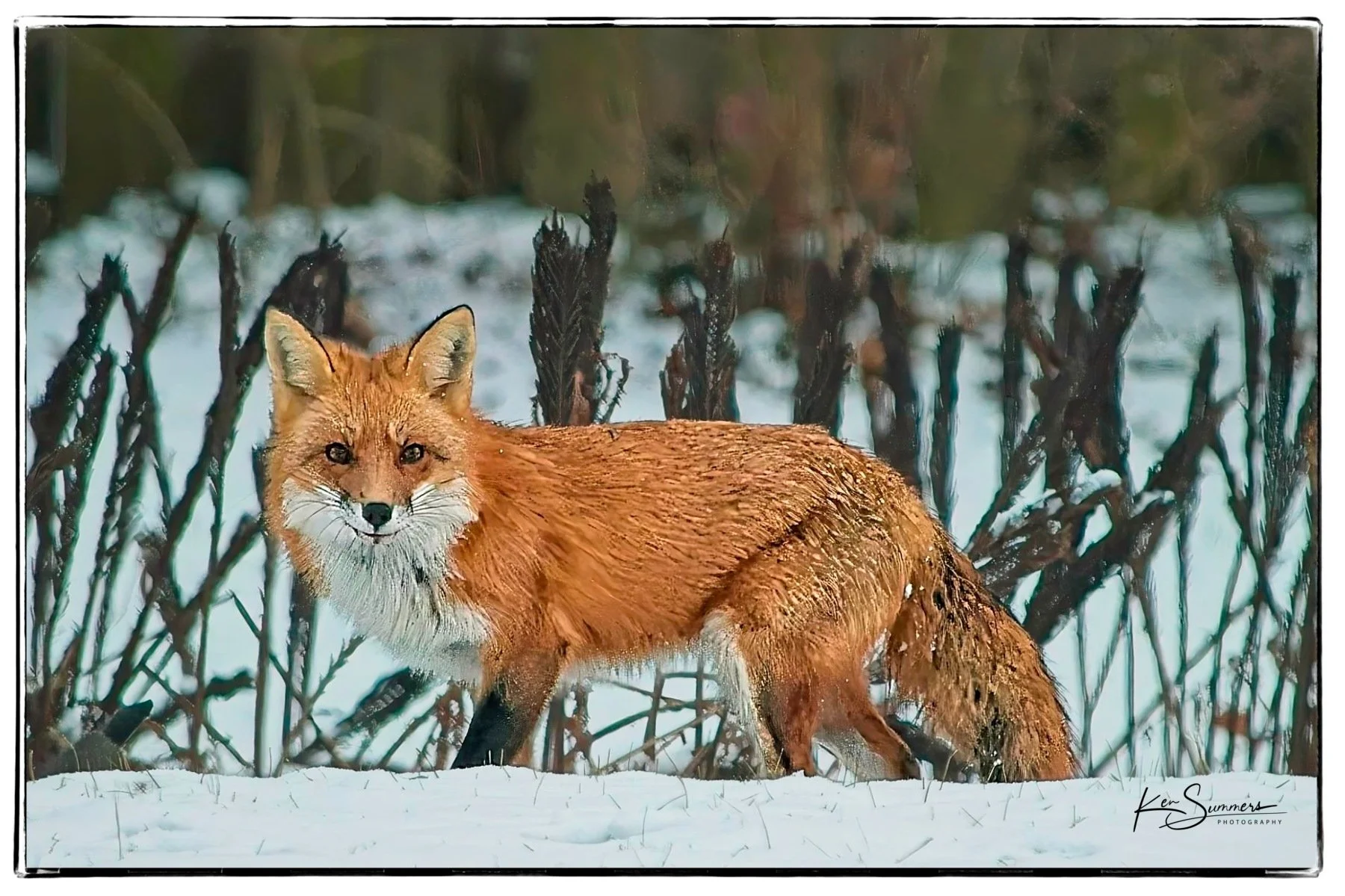 Red Fox - Winter