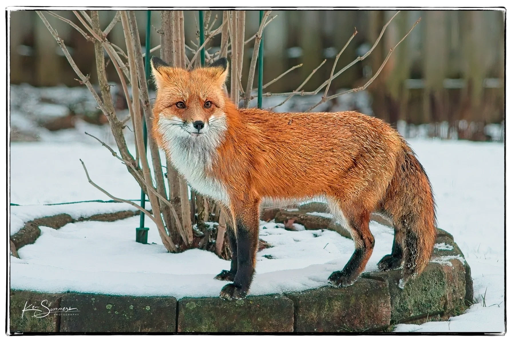 Red Fox  - Winter near bush