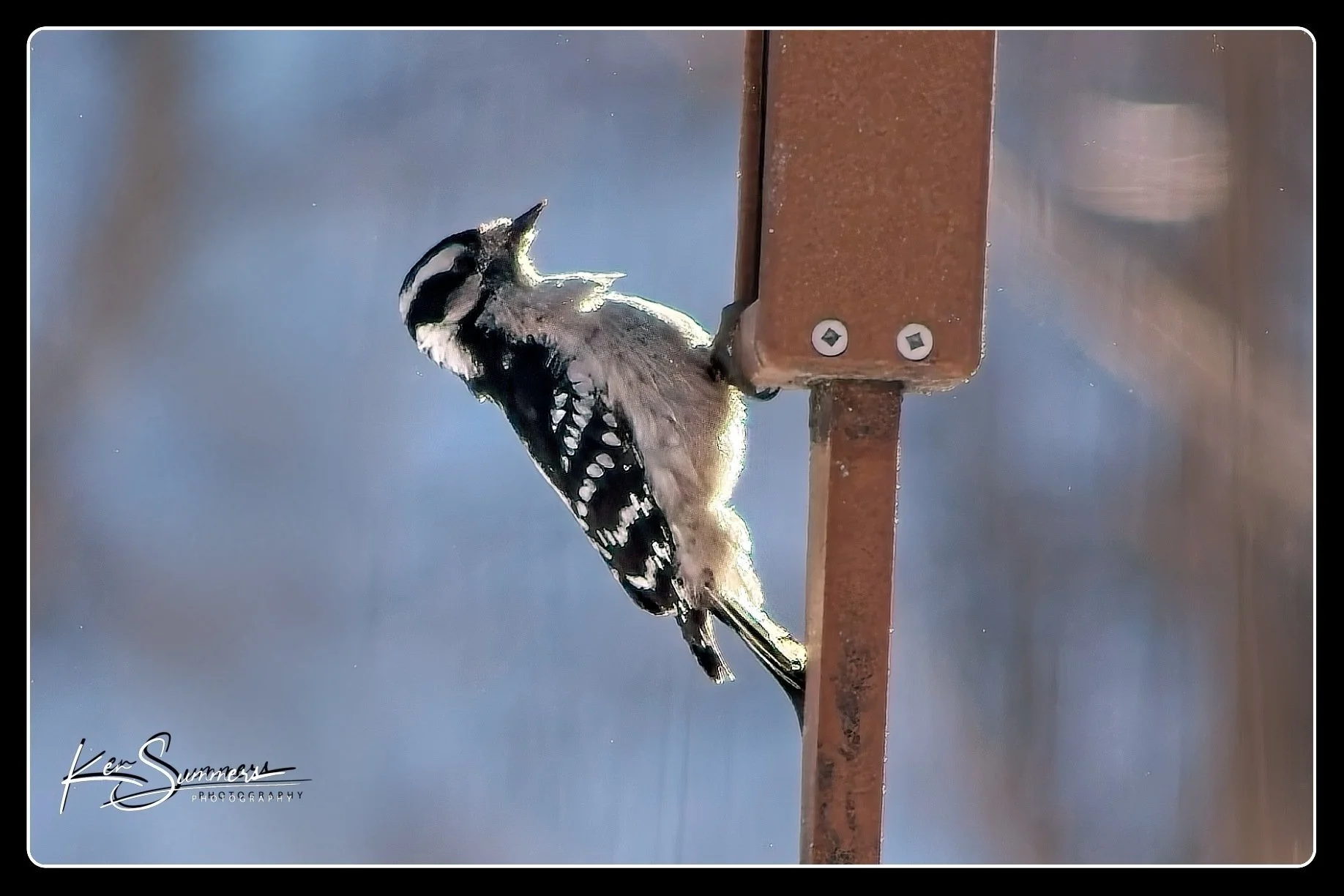 Downy Woodpecker