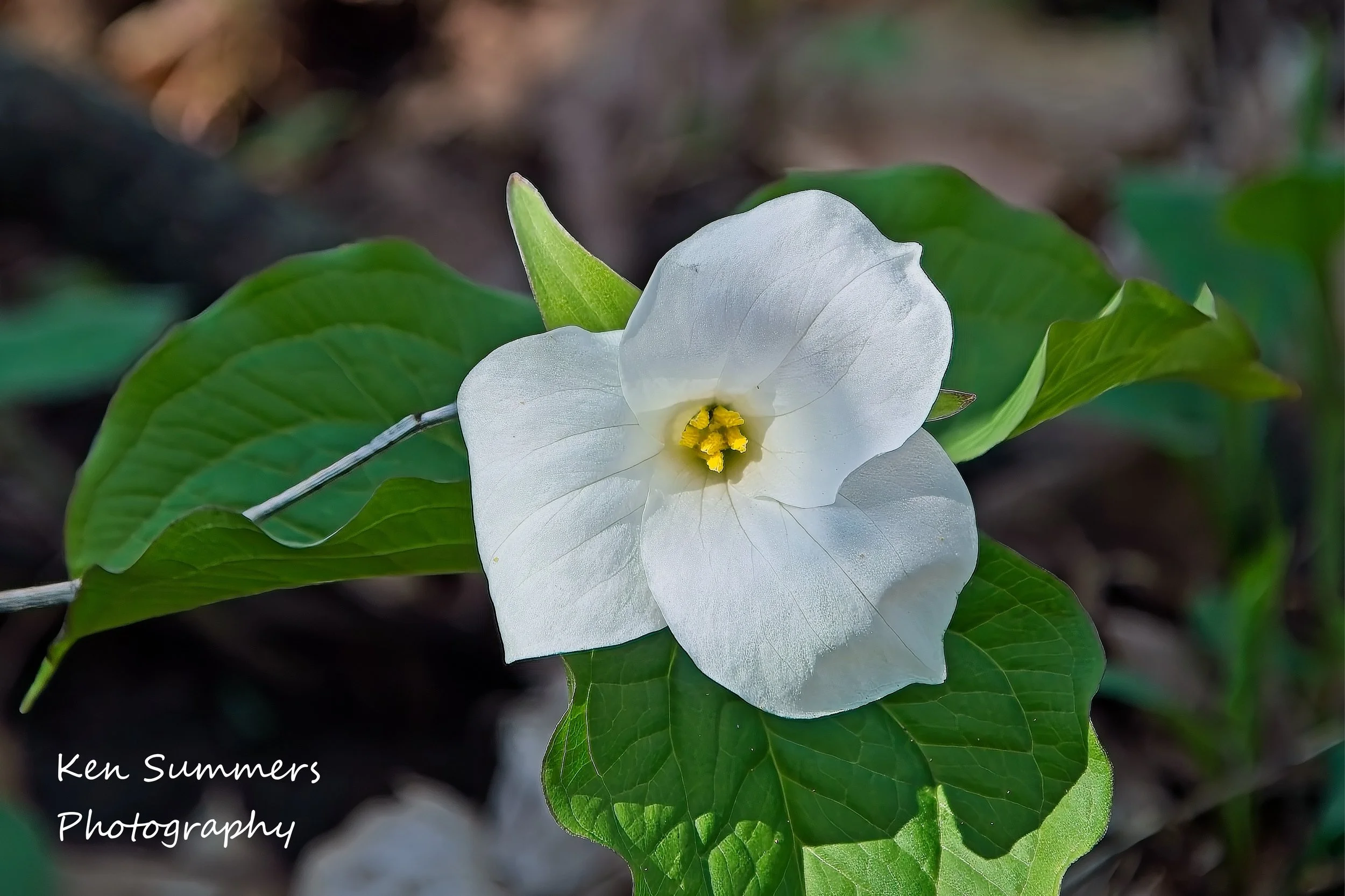 Trillium 2025  036.jpg