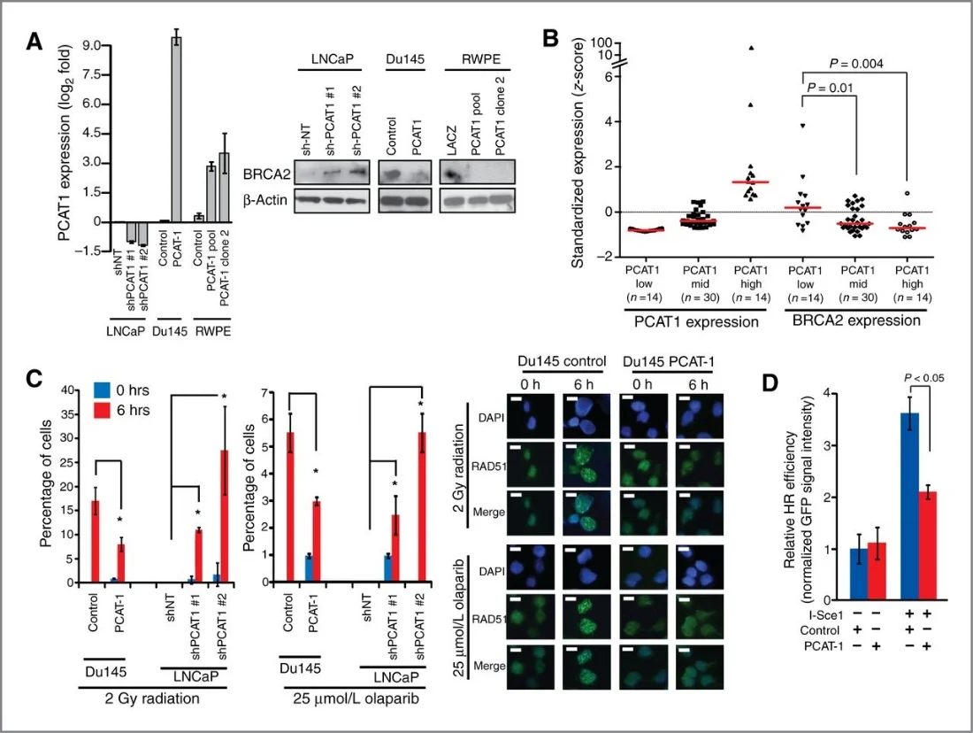 PCAT-1 expression leads to defective HR in prostate cells. A, left, expression level of PCAT-1 by quantitative PCR in three isogenic cell lines with overexpression (Du145, RWPE) or knockdown (LNCaP) of PCAT-1. B, expression of PCAT-1 and BRCA2 in a cohort of patients with prostate cancer. C, left, quantification of RAD51 foci in isogenic Du145 and LNCaP cell lines following 2 Gy of radiation or treatment with 25 μmol/L olaparib. D, I-SceI–mediated GFP HR assay in PC3-PCAT-1 cells compared with matched control cells. Error bars, SEM.