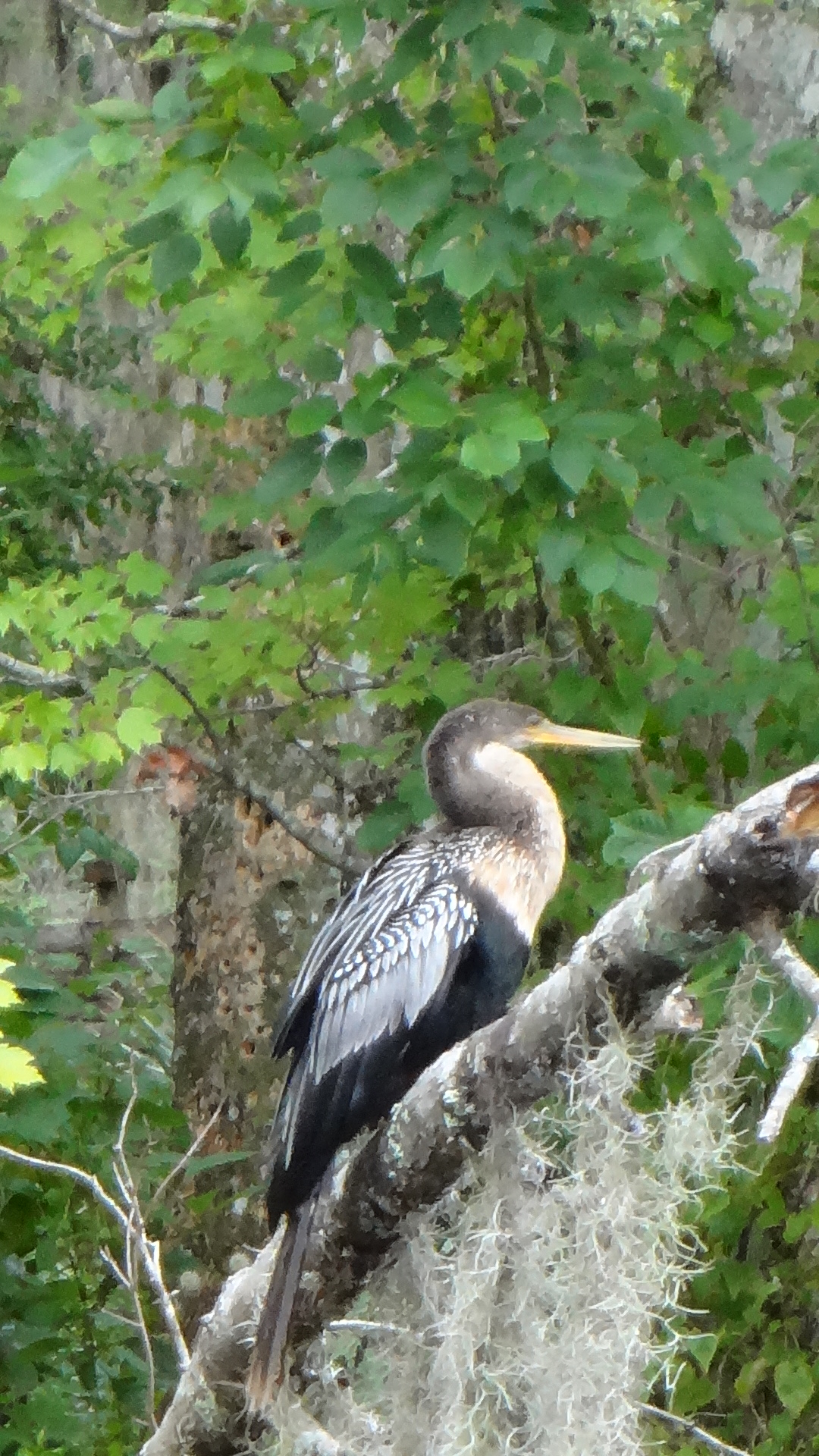 Anhinga