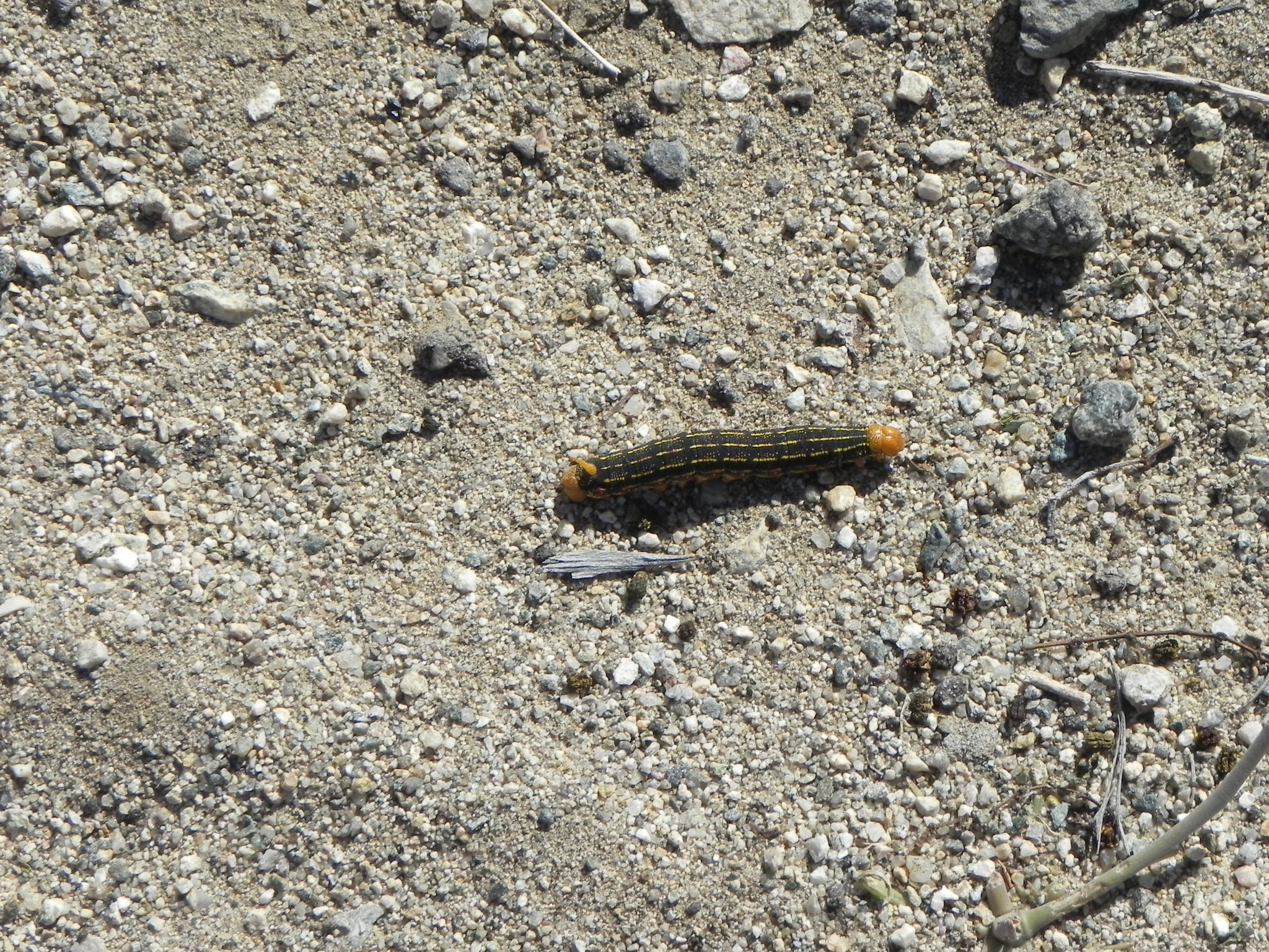  These caterpillars were migrating across the highway at the lowest point of the valley. &nbsp;That's where the carnage from cars happens. 
