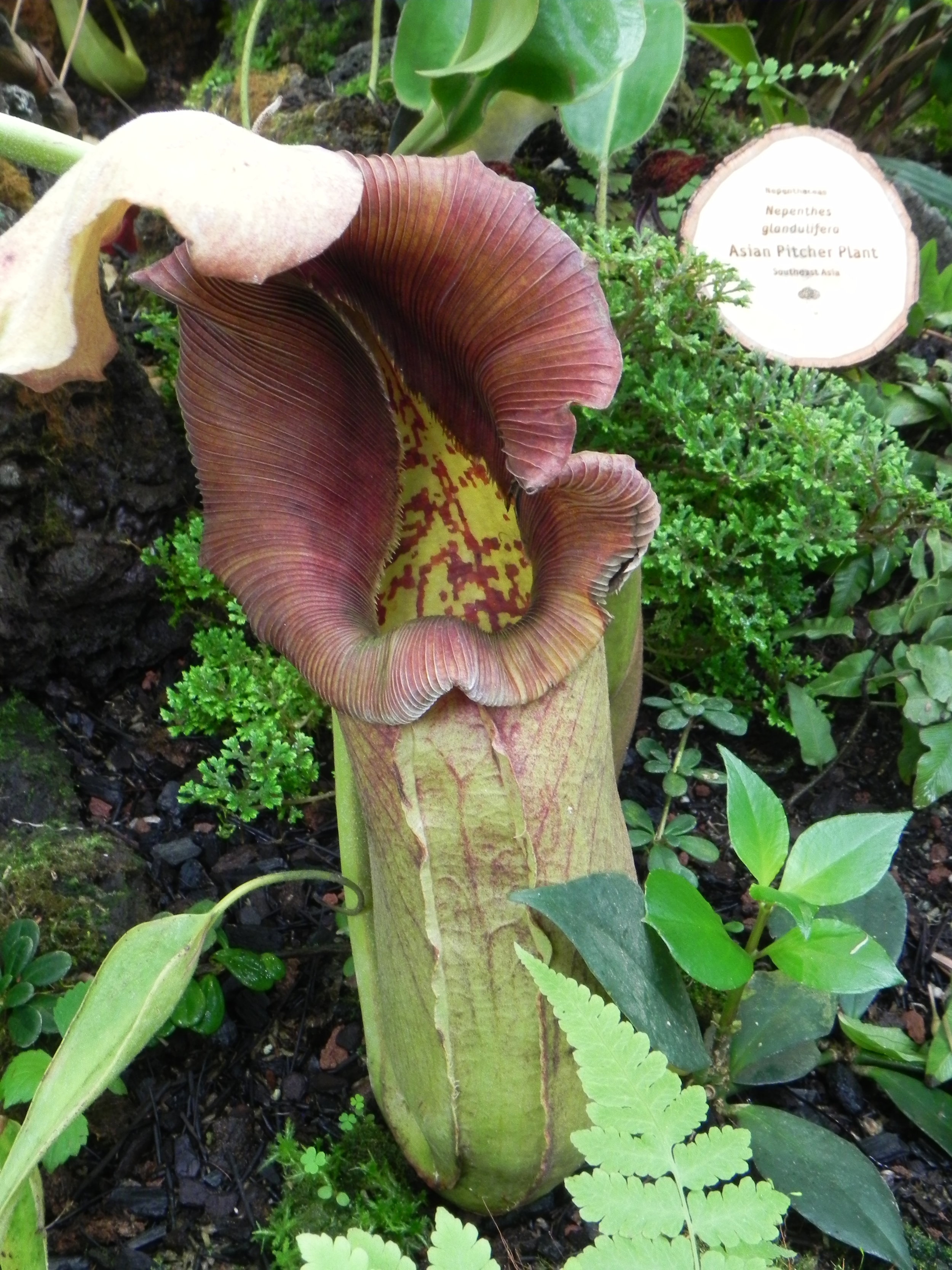 DSCN7394.JPG
