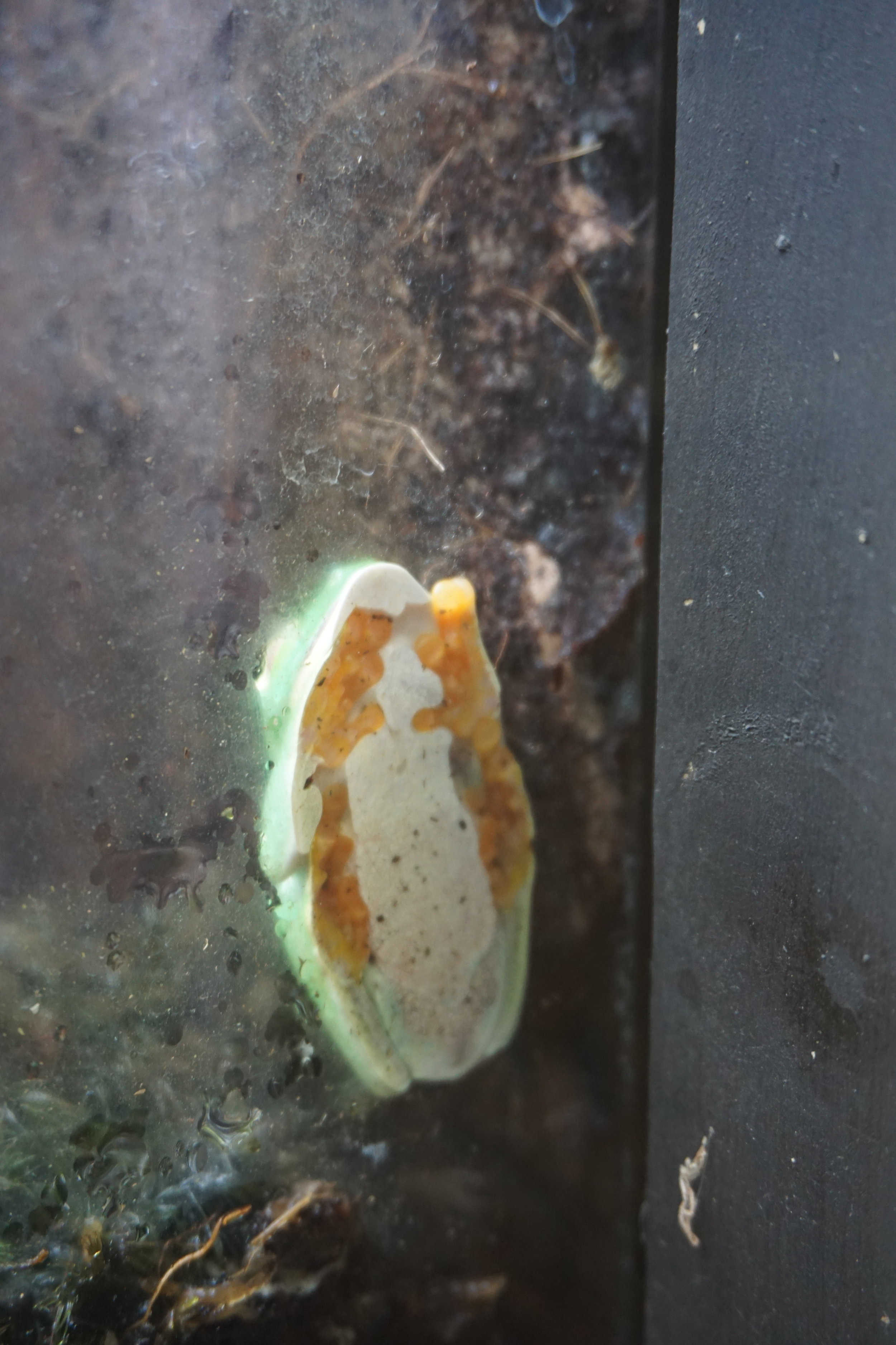  Toad on glass.   