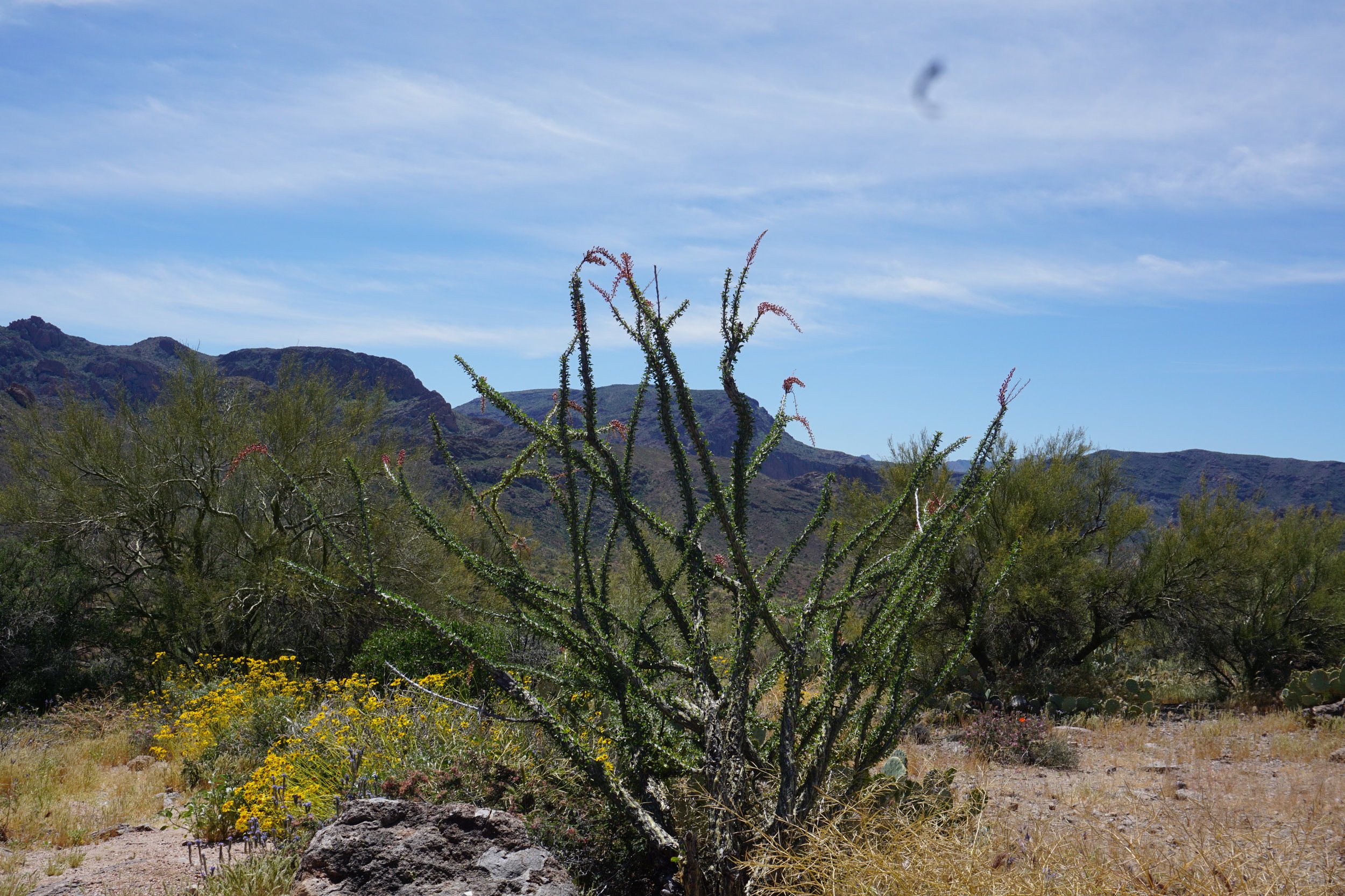  Occotillo with some blooms left 