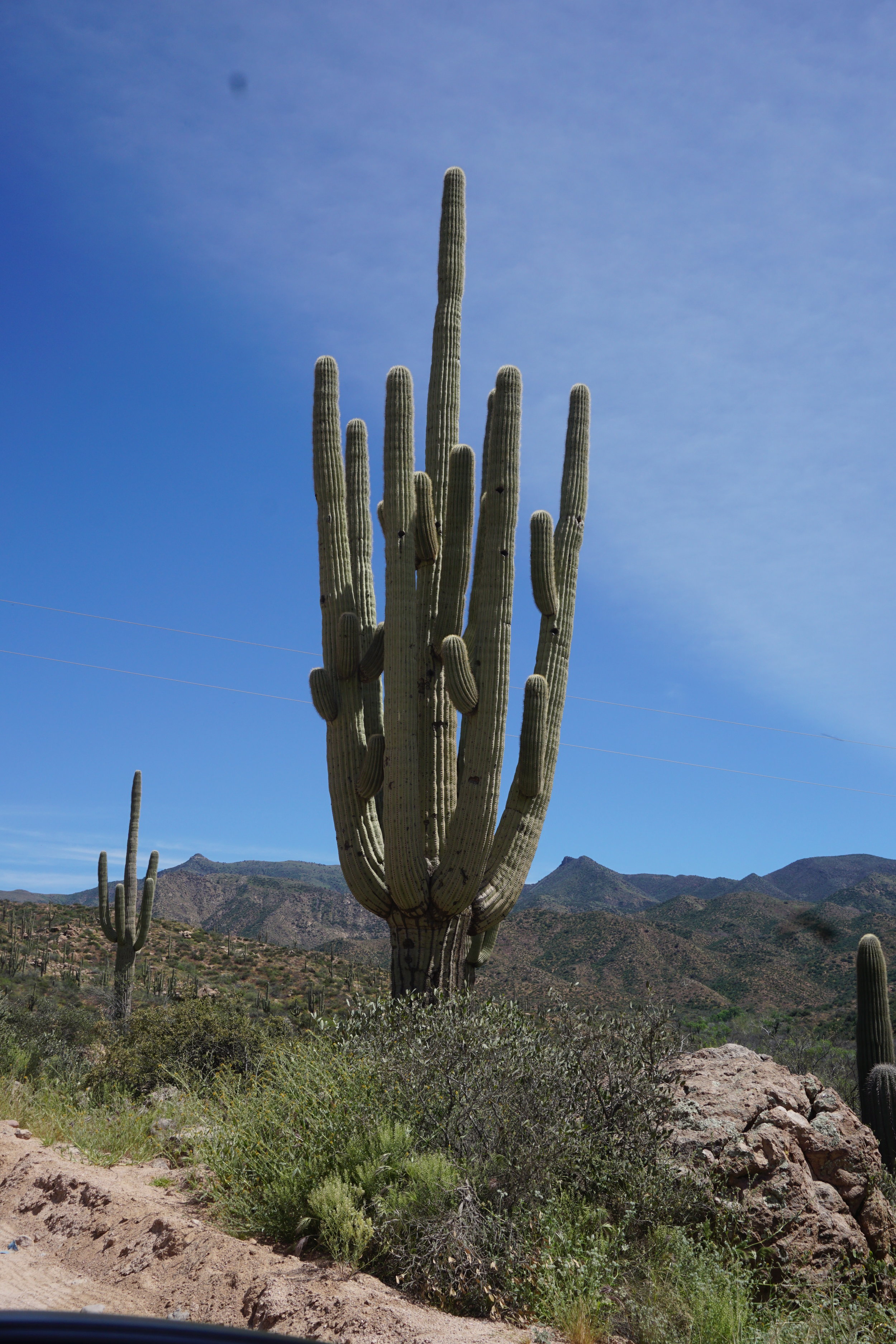  An organ pipe with LOTS of arms 