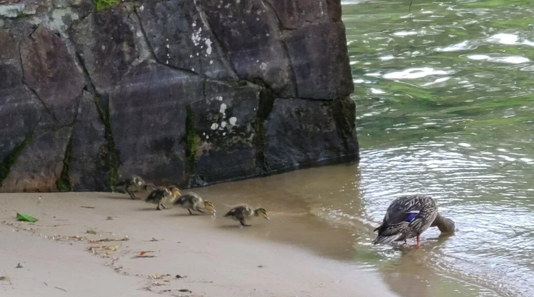 baby ducks.jpeg