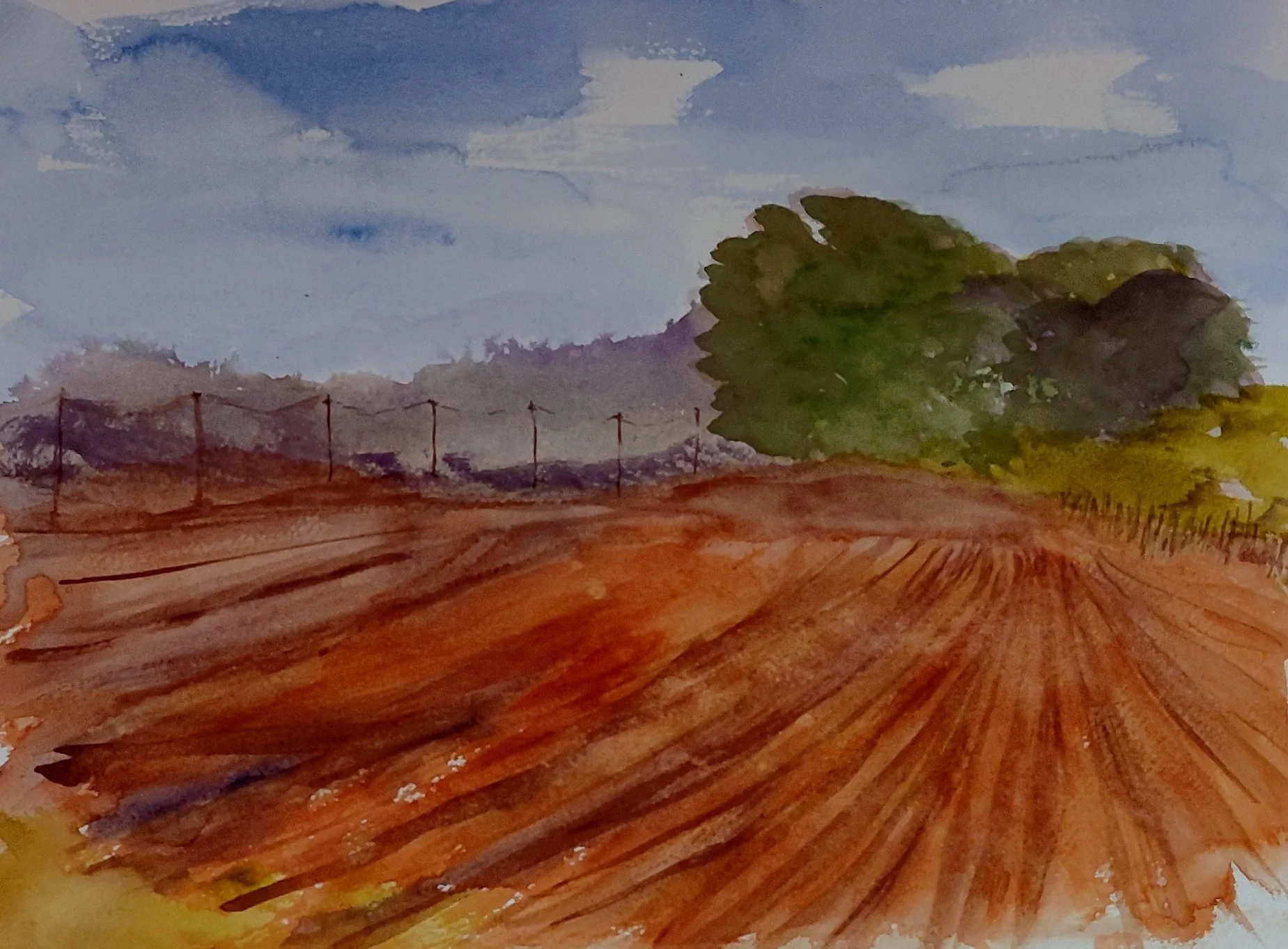 Harvest Fields