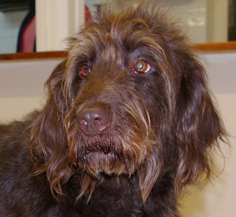 darwin Dogs — Darwin Dogs