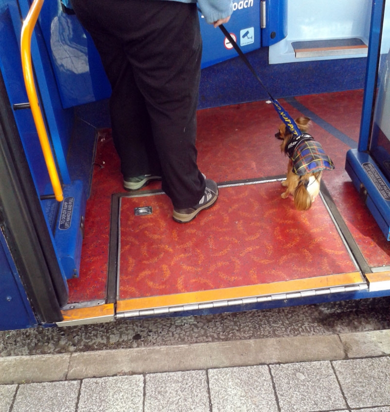  A dog can help with that