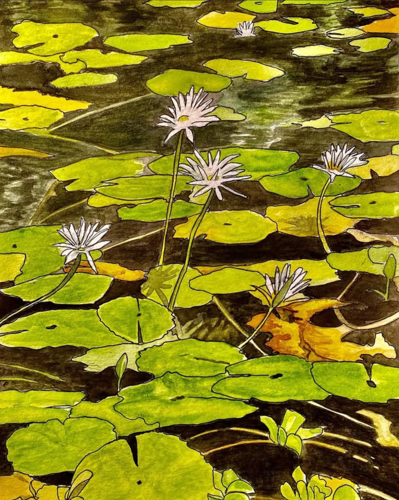Poipu Waterlilies, 2024
