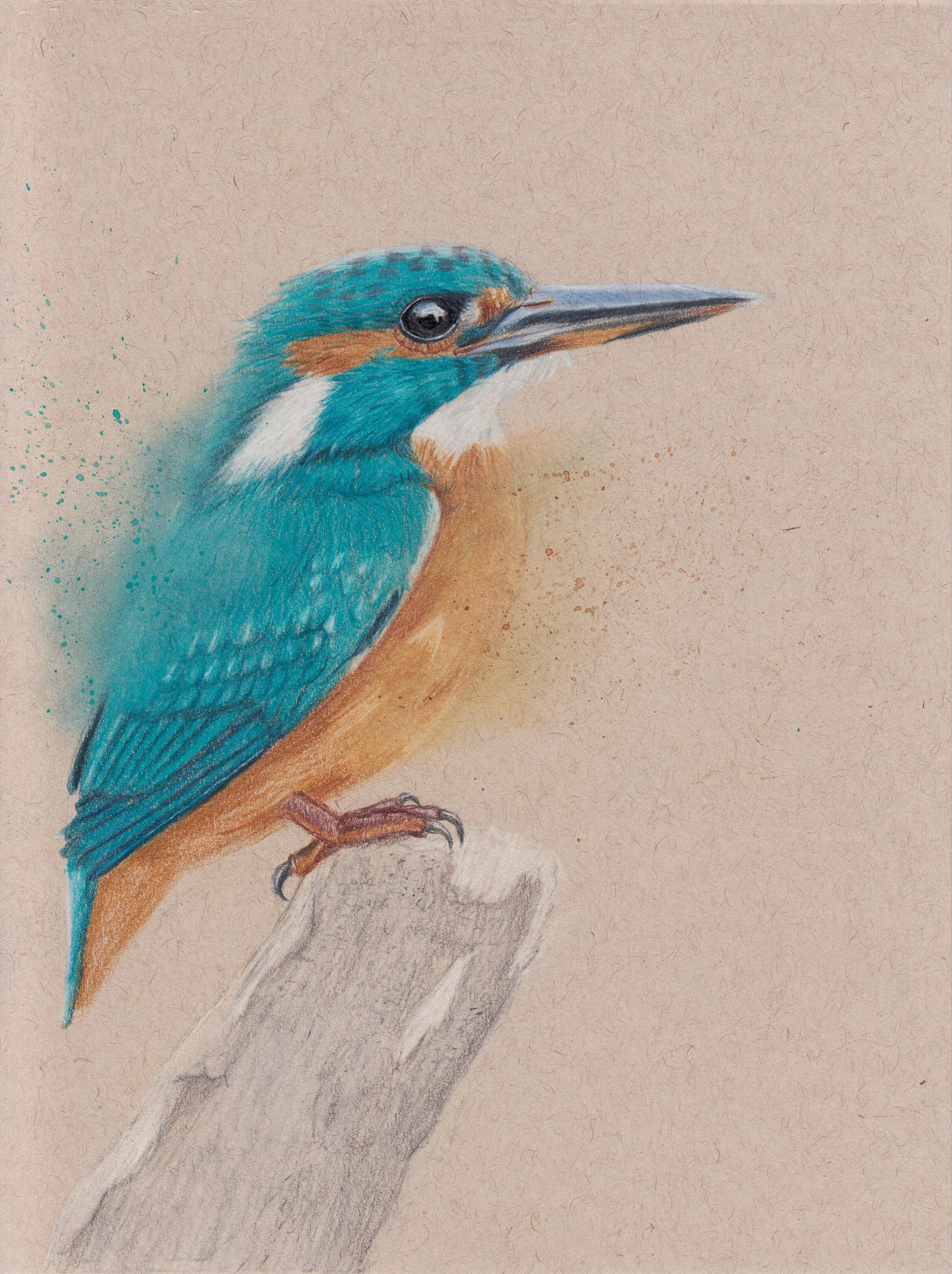 1kingfisher copy.JPG