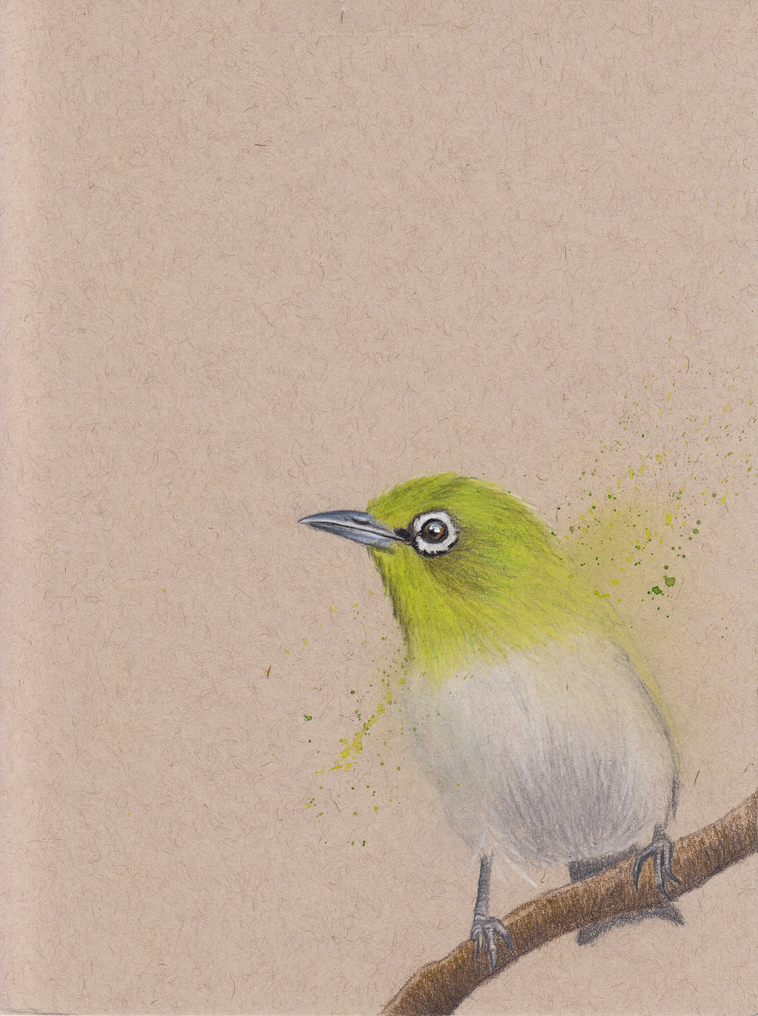 1whiteeye copy.JPG