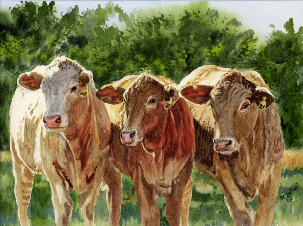 "Look at That Bull"
