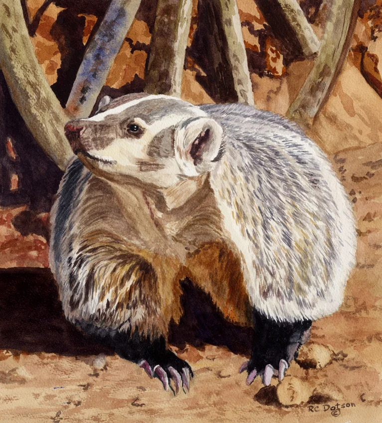 Badger.jpg
