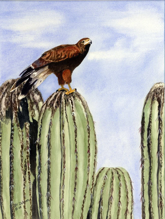 HarrisHawk.jpg
