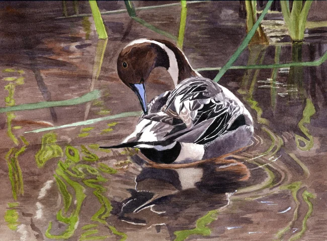 PreeningPintail.jpg