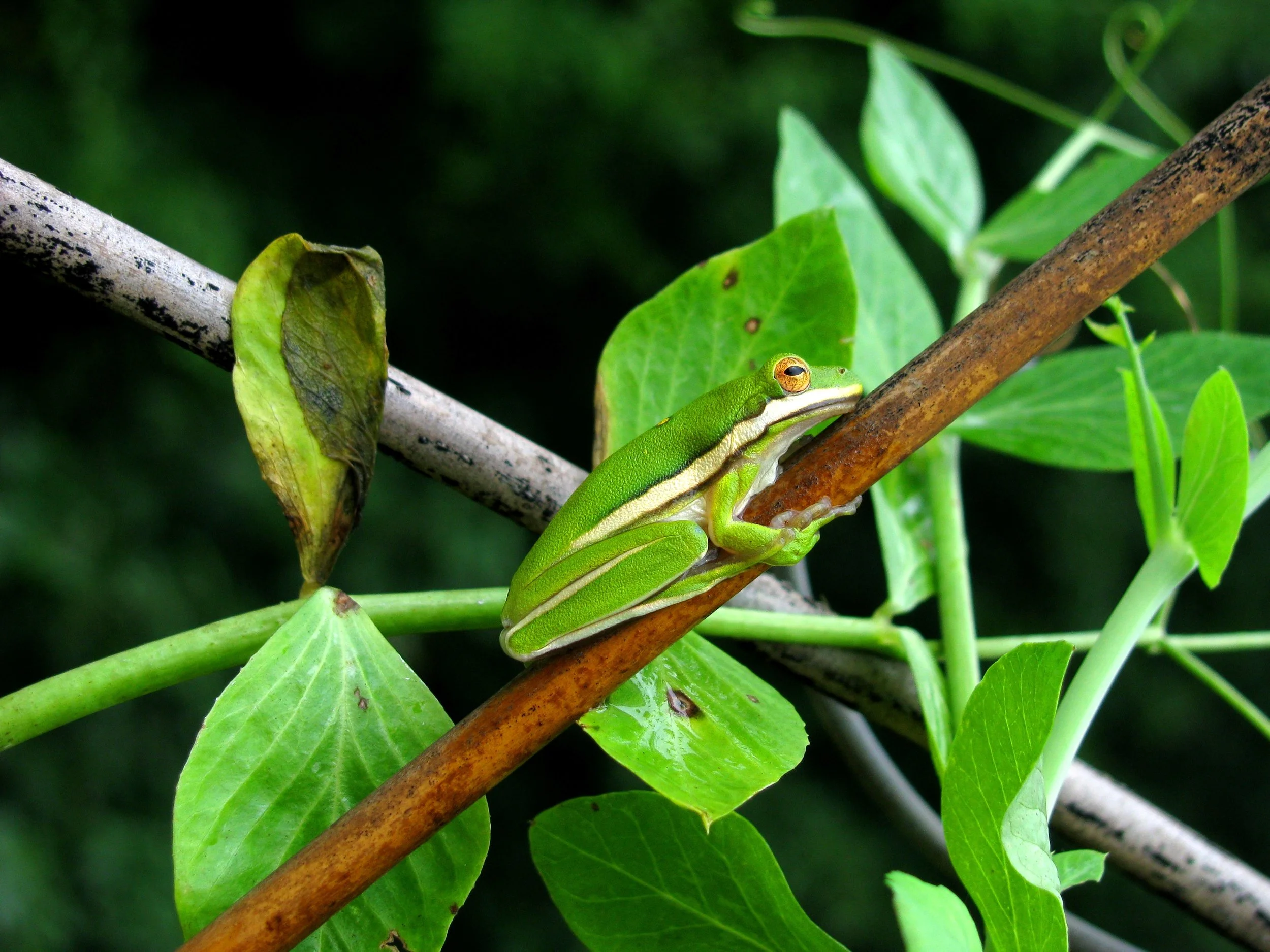 frog.jpg