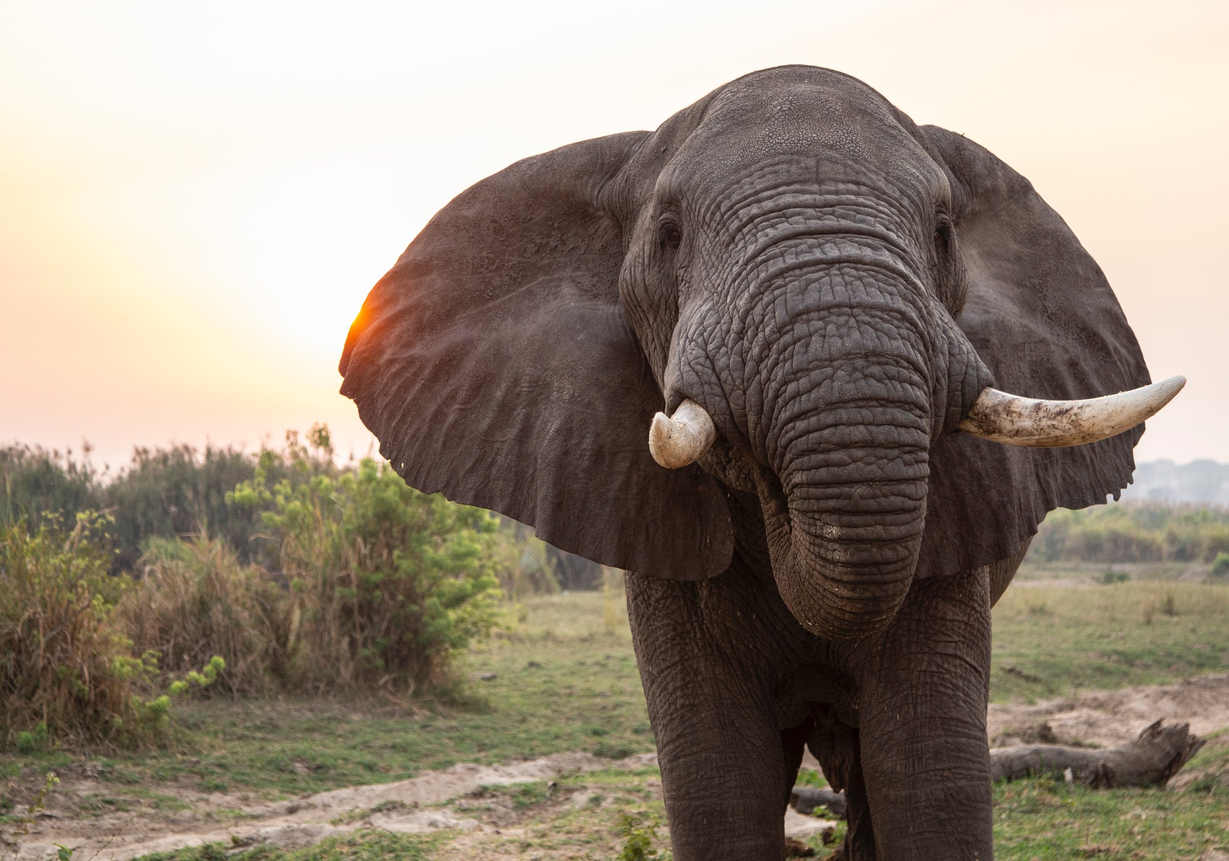 Purposeful_Living_Elephant.jpg