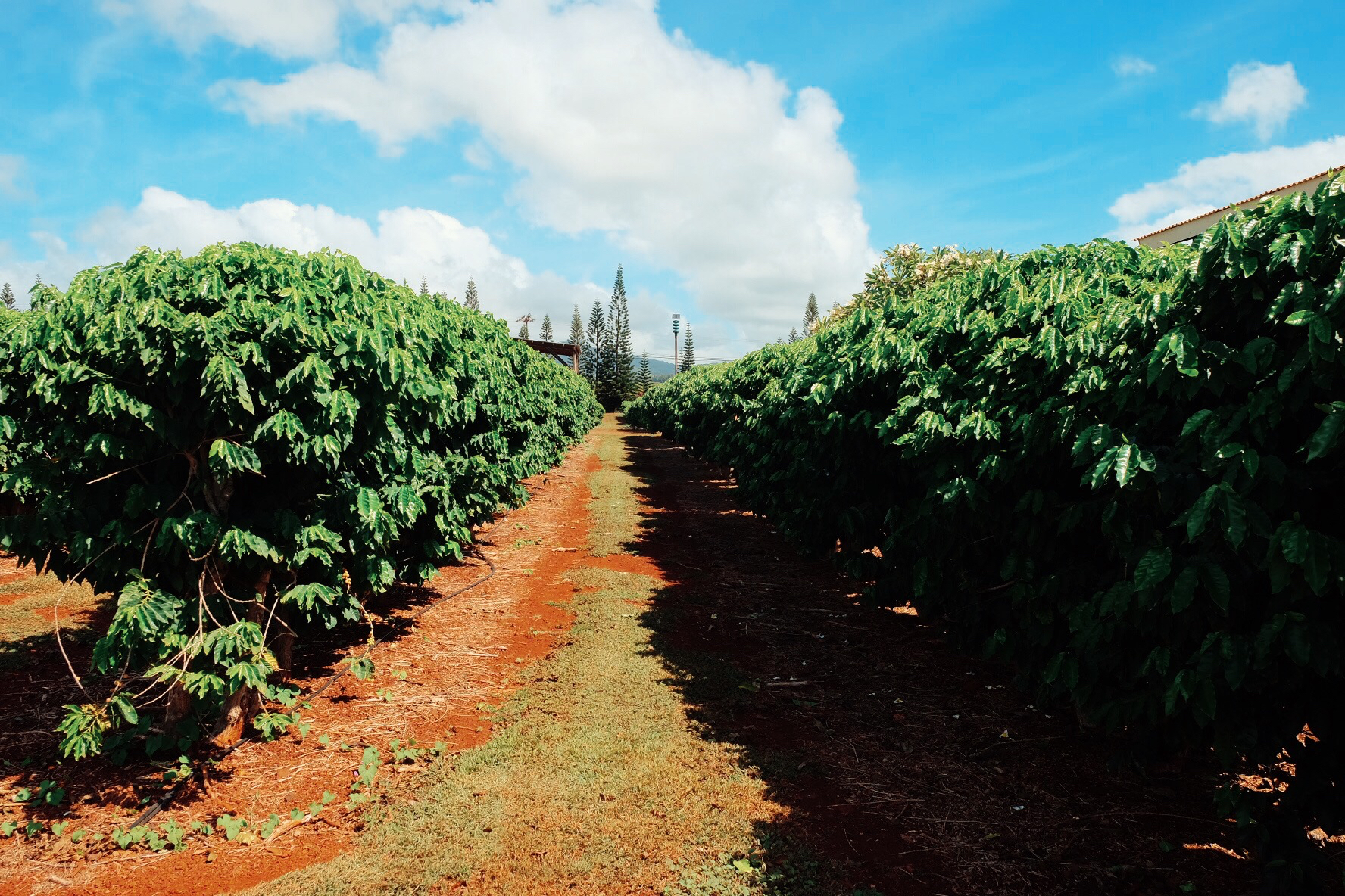 Kauai Coffee Company