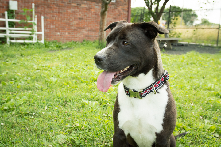 FACE-dogs-062515-2.jpg