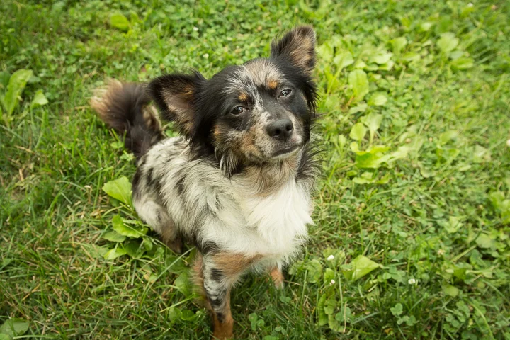 FACE-dogs-062515-5.jpg