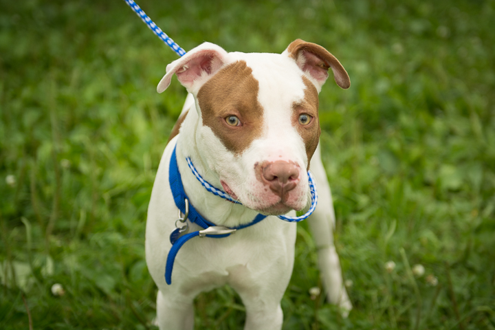 FACE-dogs-070915-1.jpg