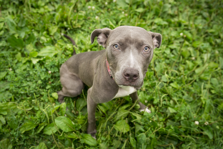 FACE-dogs-070915-6.jpg