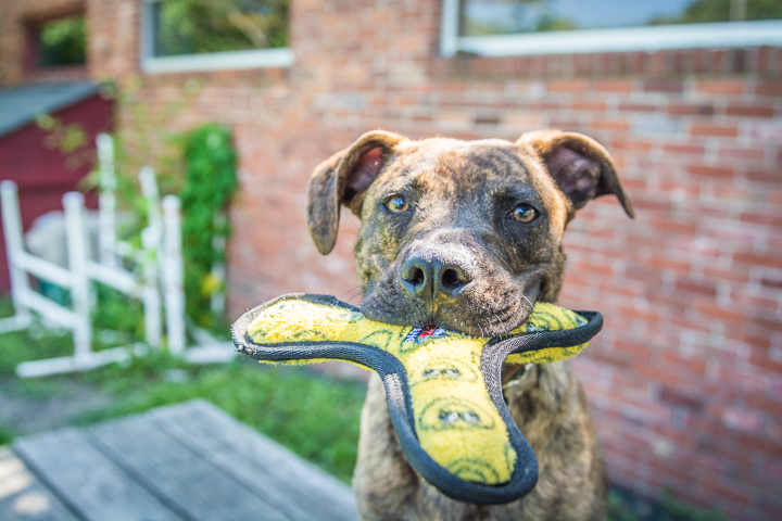 FACE-dogs-072615-1.jpg