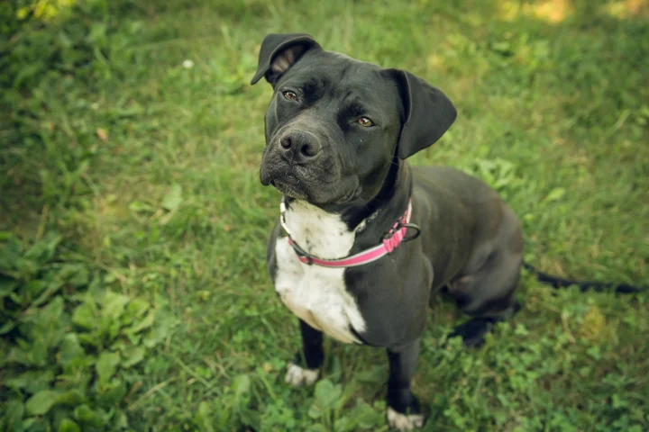 FACE-dogs-072615-1.jpg