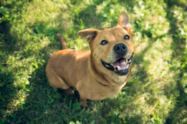 FACE-dogs-072615-5.jpg